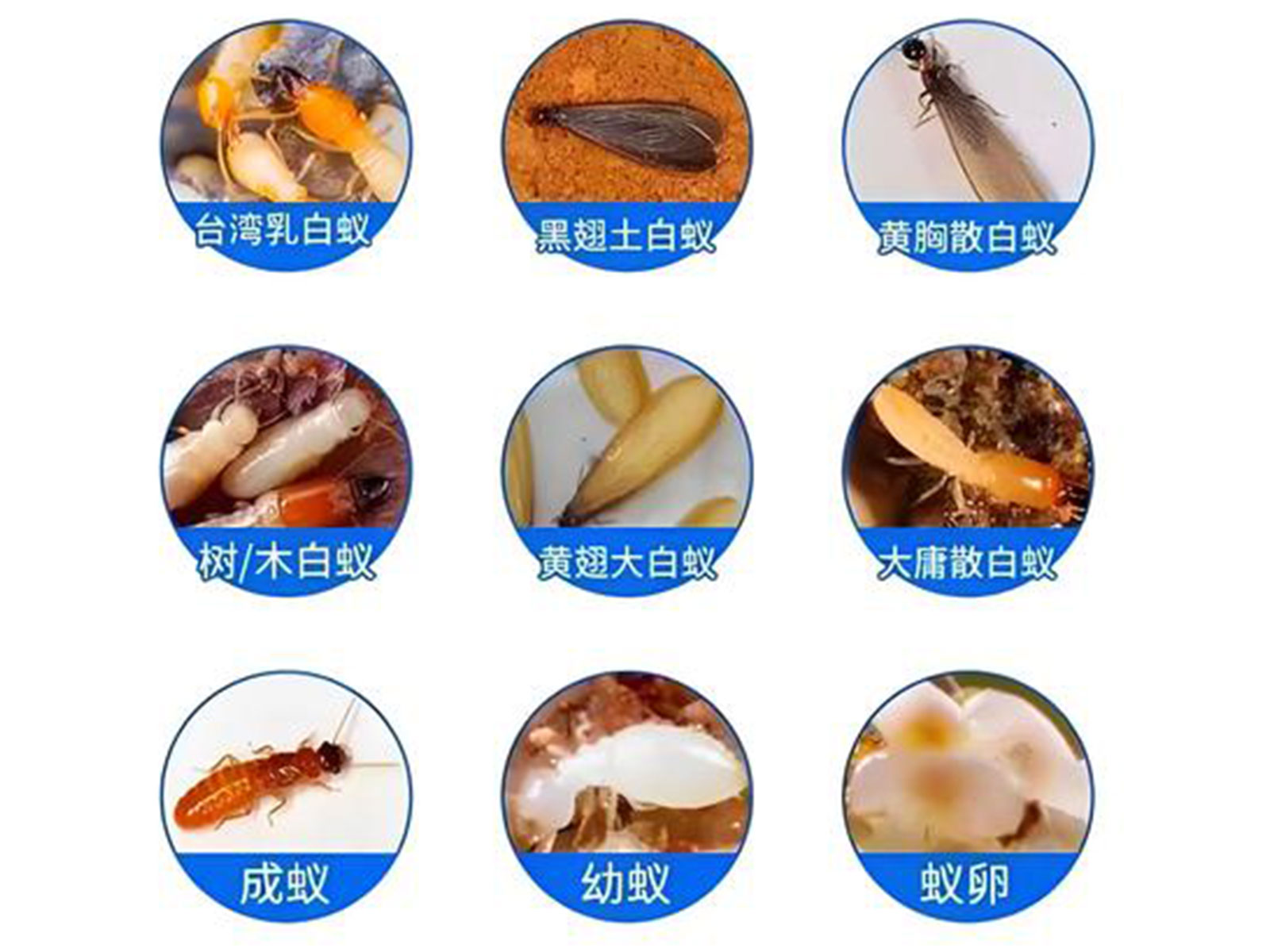 白蚁防治服务